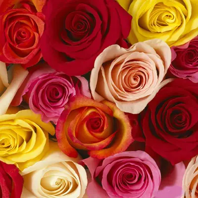 Big headed ecuadorian (best in the world) roses bouquet (41 stems) with greens !!! (mixed colors)