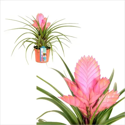 Φυτό tillandsia σε γυάλινο βάζο