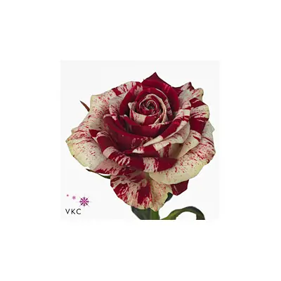 "Harlequin" roses Bouquet (21) stems. New !!!