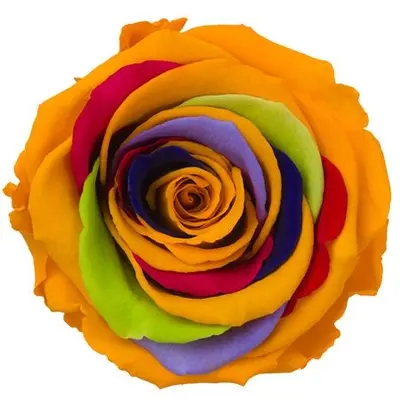 Rainbow Rose Big Head (preserved) In Arrangement with decoration.