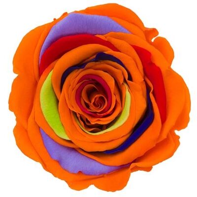 Τριαντάφυλλο Ουράνιο Τόξο σε σύνθεση.