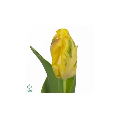Tulips Random Colors A Quality + Vase
