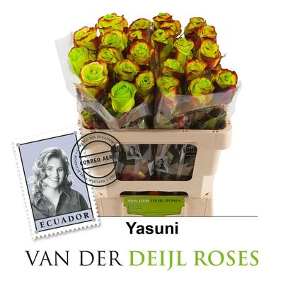 Exclusive Yasuni  Roses