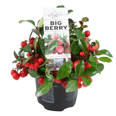 "Ilex" or "Gaultheria Big Berries" plant in ceramic, glass or zink pot.