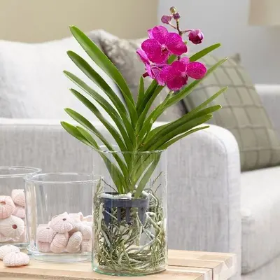 Orchid Plant "Vanda" In Vase !!!  Fascinating !!! (appr.50cm Total Height)