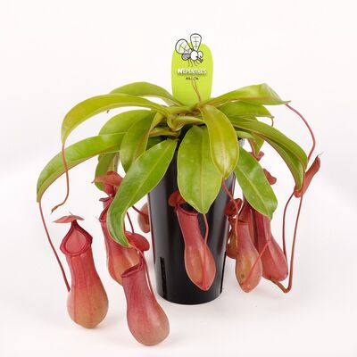 Nepenthes Alata ή Bloody Mary φυτό σαρκοφάγο σε γυάλινο βάζο ή κεραμικό ποτ με διακόσμηση !!! Ποτ (12)εκ.