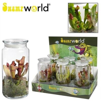 Nepenthes Alata ή Bloody Mary φυτό σαρκοφάγο σε γυάλινο βάζο ή κεραμικό ποτ με διακόσμηση !!! Ποτ (12)εκ.