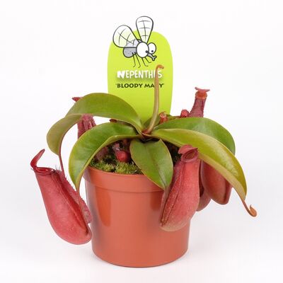 Nepenthes Alata or Bloody Mary Plant Carnivorous (1) piece  in glass vase or ceramic pot with Decoration. Pot (9)cm.