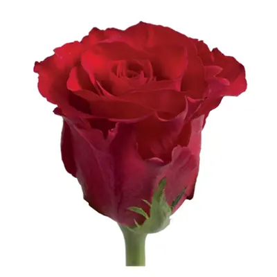 (41) red roses 40cm. (Head Size H 3,5cm W 2,5cm) bouquet with green fillings.Extra Quality Dutch. Super week Offer.(41) red roses 40cm. (Head Size H 3,5cm W 2,5cm) bouquet with green fillings.Extra Quality Dutch. Super week Offer.