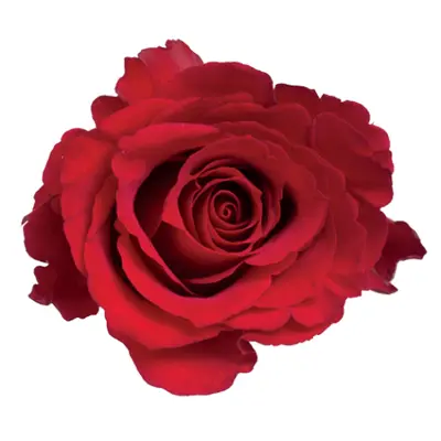 (41) red roses 40cm. (Head Size H 3,5cm W 2,5cm) bouquet with green fillings.Extra Quality Dutch. Super week Offer.