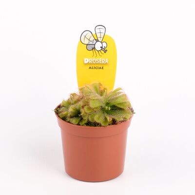 Drosera Aliciaea Plant Carnivorous (1) piece  in glass vase or ceramic pot with Decoration. Pot (9)cm.