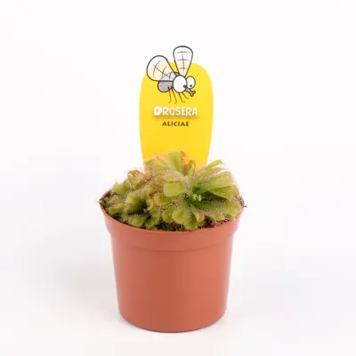 Drosera Aliciaea Plant Carnivorous (1) piece  in glass vase or ceramic pot with Decoration. Pot (9)cm.
