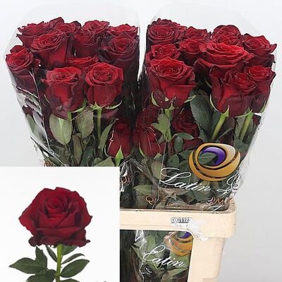 (12) Red Roses Explorer !!! Very exclusive "King of Reds"