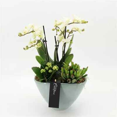 Αγίου Βαλεντίνου Μίνι Ορχιδέες Φαλαίνοψις Σύνθεση με Παχύφυτα και διακόσμηση !!! (Ποτ 21εκ. συνολικό ύψος 55εκ.)