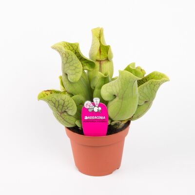 Sarracenia Purpurea φυτό σαρκοφάγο σε γυάλινο βάζο ή κεραμικό ποτ με διακόσμηση !!!  Ποτ (9)εκ.