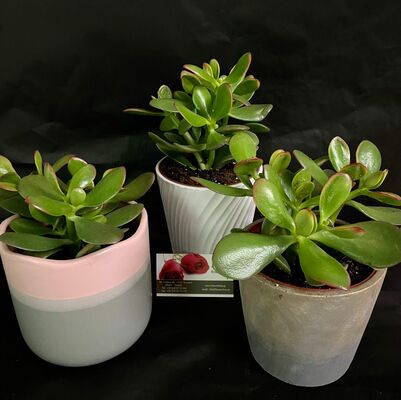 Plant crassula in glass vase or quality ceramic pot