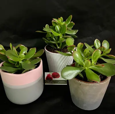 Φυτό crassula σε γυάλινο βάζο ή κεραμικό ποτ