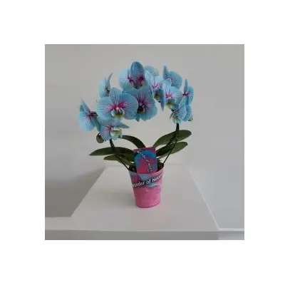 Phalaenopsis Blue Wonder In Vase or Ceramic Pot. Yacht Flowers & Plants Supplies.