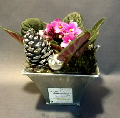 Saintpaulia Plant in Zink Pot  & Decoration