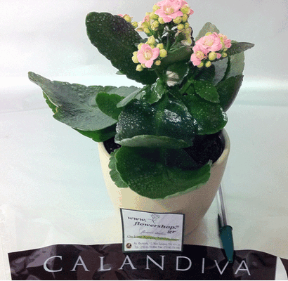 Calandiva plant in fine ceramic pot!!! (only for ATHENS & SUBURBS)