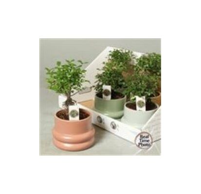 Bonsai plant "Ficus" or "Carmona" or "Zelkova" height appr. 0,25m. in ceramic or stone pot diam. 0,15m. !! Exclusive !!!! (1)Plant