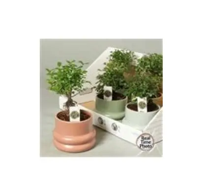 Bonsai plant "Ficus" or "Carmona" or "Zelkova" height appr. 0,25m. in ceramic or stone pot diam. 0,15m. !! Exclusive !!!! (1)Plant