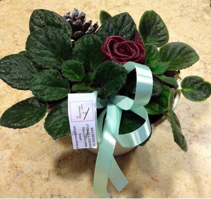 Φυτό "Saint Paulia" σε ποιοτικό κεραμικό  ποτ!!! (Μόνο για Αθήνα Κέντρο & Προάστια)