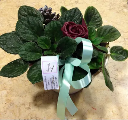 Saint Paulia  plant in fine ceramic pot!!! (only for Athens & Suburbs)