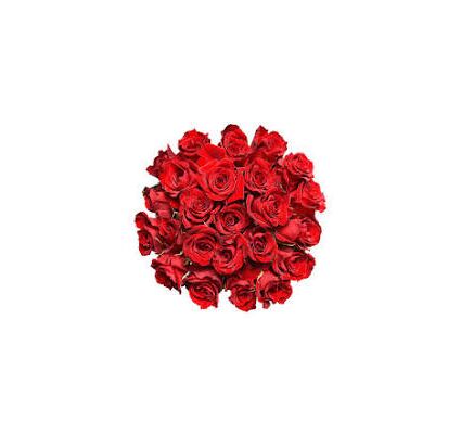 (21) Red Roses Freedom Ecuador 40cm !!! Very exclusive.