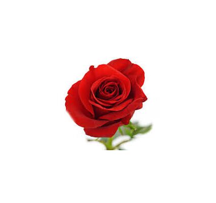 (21) Red Roses Freedom Ecuador 40cm !!! Very exclusive.