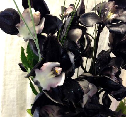 Exclusive cymbidium  orchids in design glass vase. "Painted"