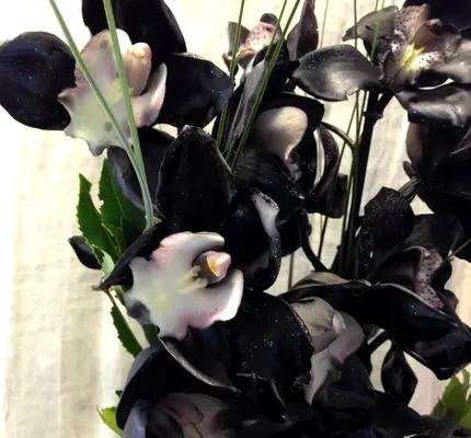 Βάζο με ορχιδέες Cymbidium μαύρες σε μοντέρνο βάζο. "Χρωματισμένες"