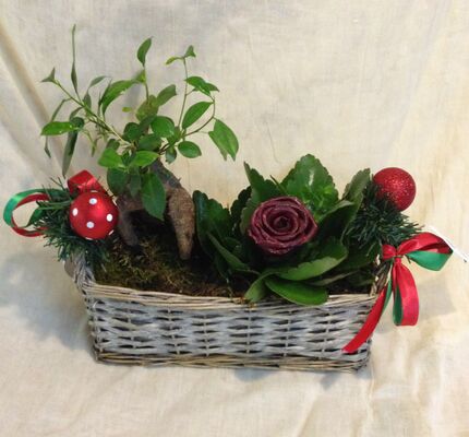 Arrangement with "Christmas" plants