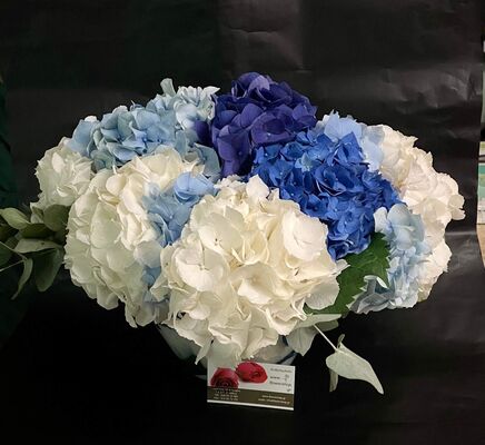 Yacht flower services. Hydrangeas Verena (12) stems in glass vase with colored gel !!! (Random Colors)