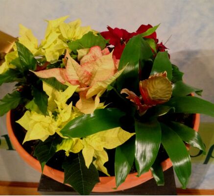 Arrangement with "Christmas" plants in basket