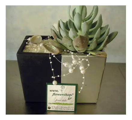 Arrangement of small suculent plant in fine quality pot