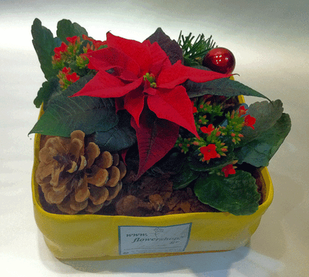Plant arrangement in ceramic pot - "Paper" look !!!
