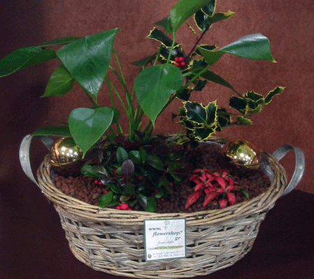 Σύνθεση με Χριστουγεννιάτικα φυτά σε καλάθι.