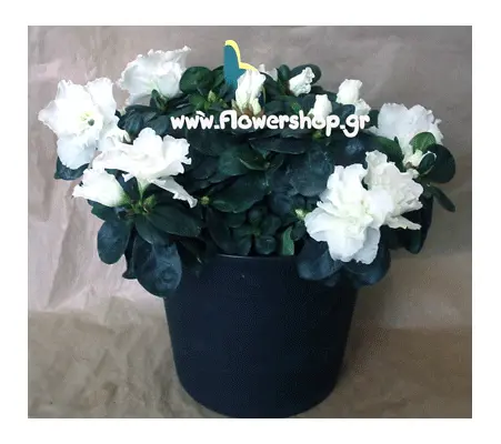 Plant azalea