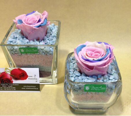 Τριαντάφυλλο Ουράνιο Τόξο σε σύνθεση.