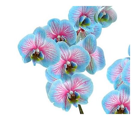 Ορχιδέα Φαλαίνοψις Blue Wonder Σε Βάζο ή Κεραμεικό Ποτ. Προμήθεια Φυτών & Λουλουδιών σε Γιότ.