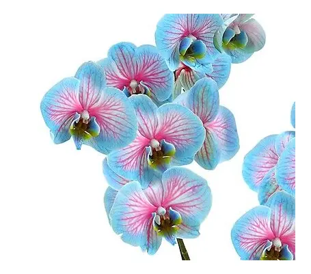 Phalaenopsis Blue Wonder In Vase or Ceramic Pot. Yacht Flowers & Plants Supplies.