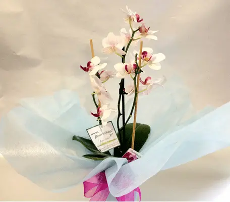 Orchid Phalaenopsis midi