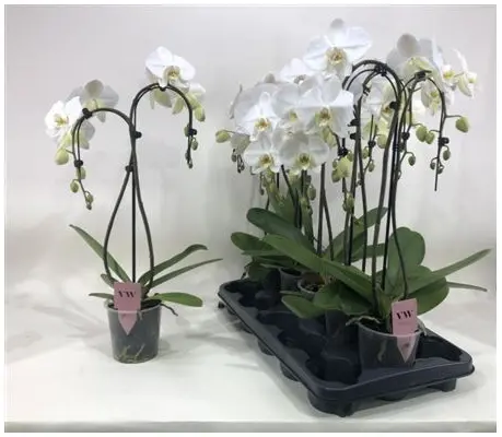 Phalaenopsis orchid two spikes heart shape