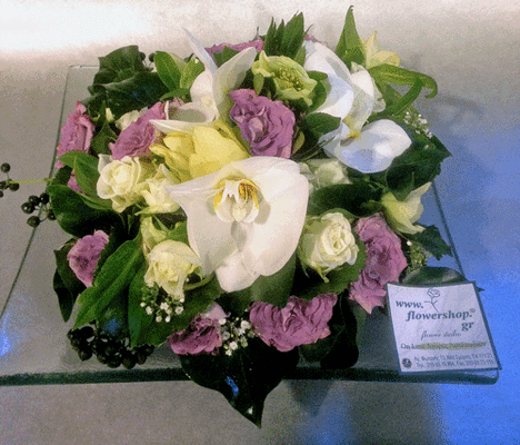 ορχιδέες βάντα φαλαινοψις