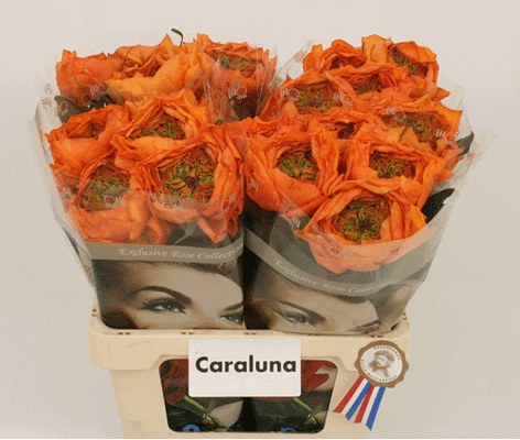 "Caraluna" Extra special new variety rose