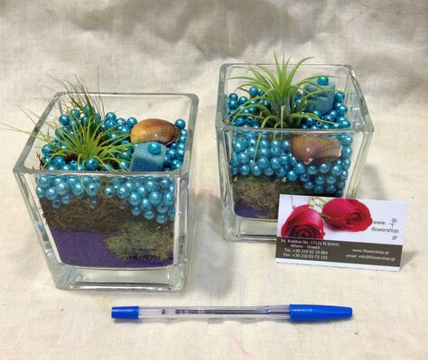 Air Plants tillandsias in glass vase with decoration. !!! (pair 2 vases)