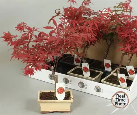 Bonsai "Acer" Exclusive Pot 12cm Height 25cm.