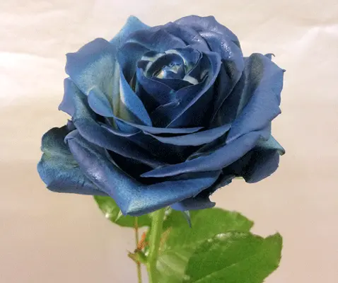 One Single Exclusive Rose in glass tube or other vase!!!