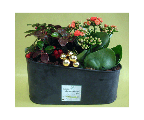 Christmas Plants arrangement in metal zink, wood or ceramic pot.